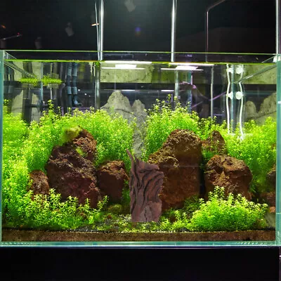 Buy  Fish Tank Decor Amphibia Merch Driftwood Branch Turtles Decorate Glass • 29.88£