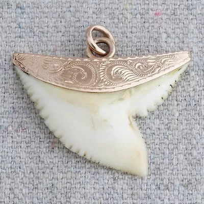 Buy Antique Victorian 14k Gold Mounted Sharks Tooth Necklace Pendant Fob Charm 1¼” • 341.81£